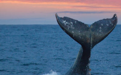 Whale watching in Bazaruto Archipelago Mozambique!