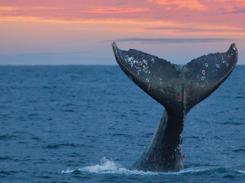 Whale watching in Bazaruto Archipelago Mozambique!